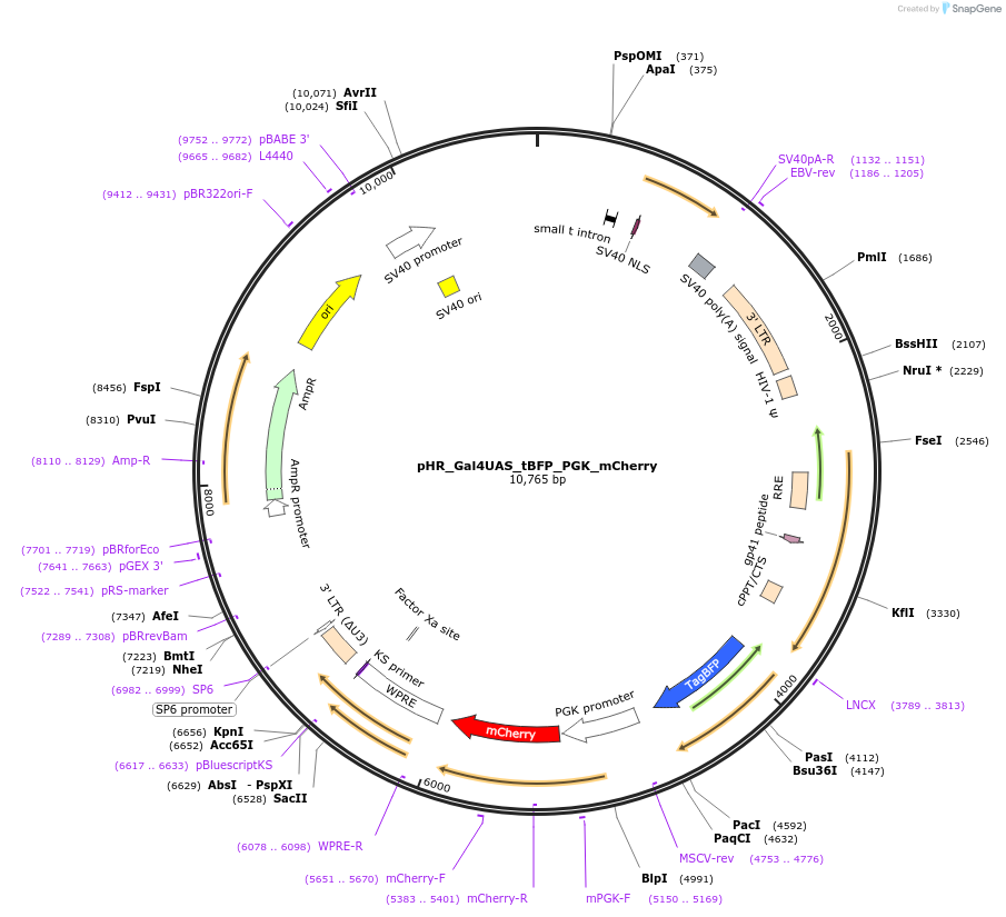 79130-plasmid-map-sequence-id-306295