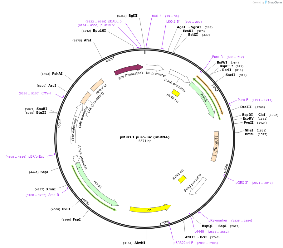 153962-plasmid-map-sequence-id-306297