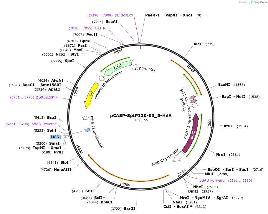153326-plasmid-map-sequence-id-306304