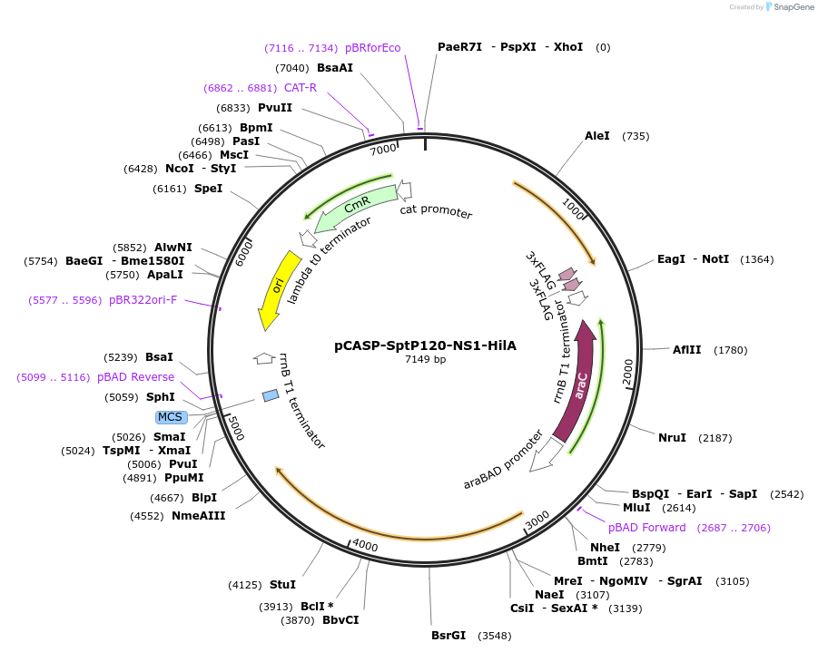 153327-plasmid-map-sequence-id-306305