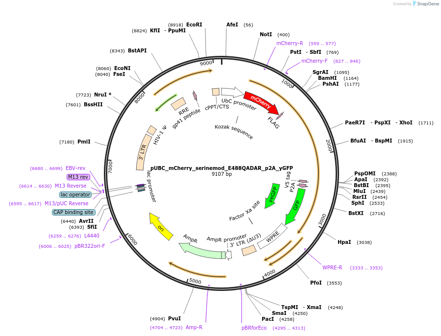 154786-plasmid-map-sequence-id-306310