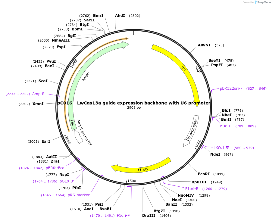 91906-plasmid-map-sequence-id-306312