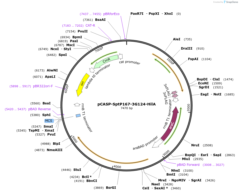 153322-plasmid-map-sequence-id-306325