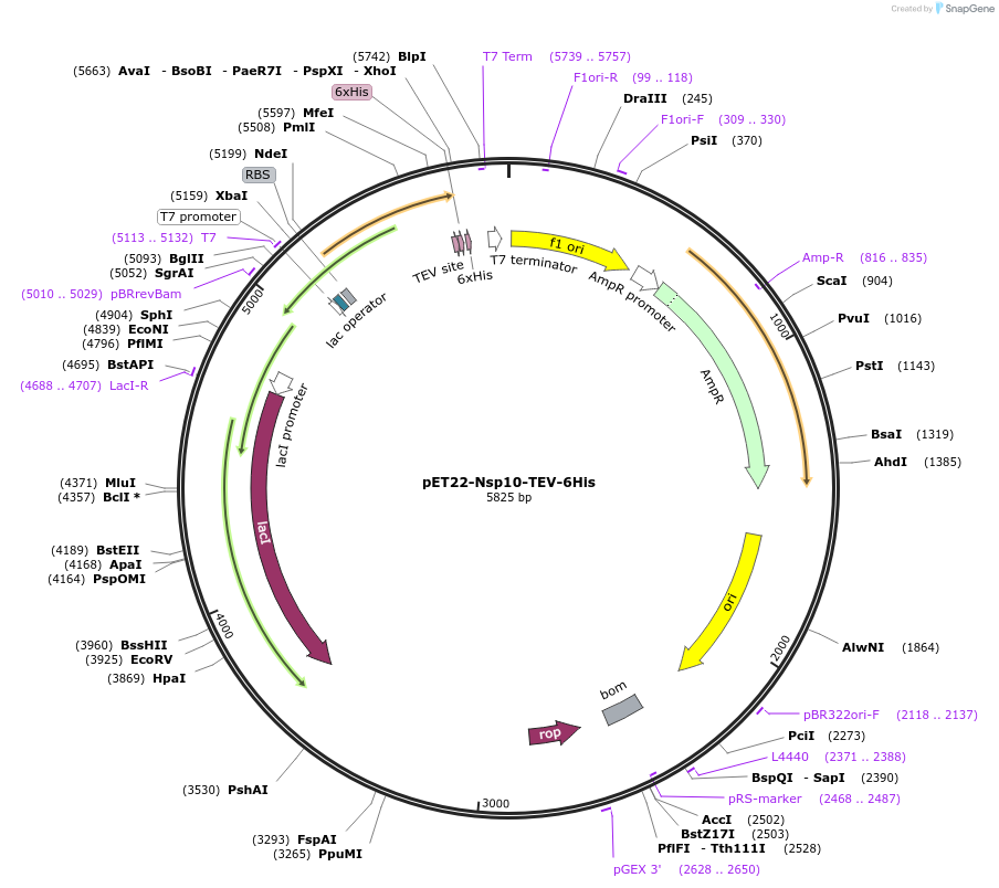 154957-plasmid-map-sequence-id-306327