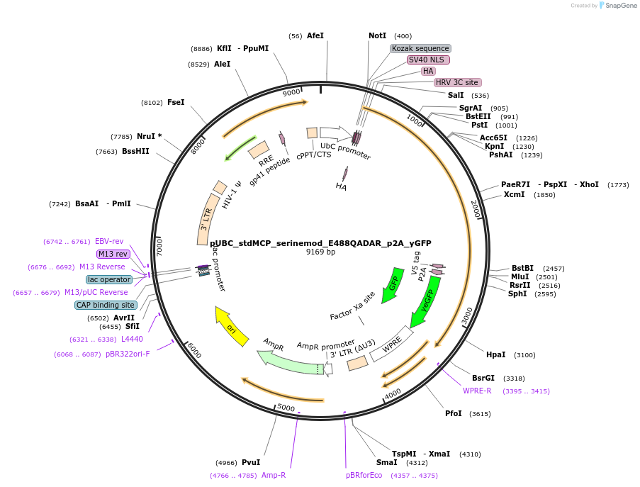 154787-plasmid-map-sequence-id-306329