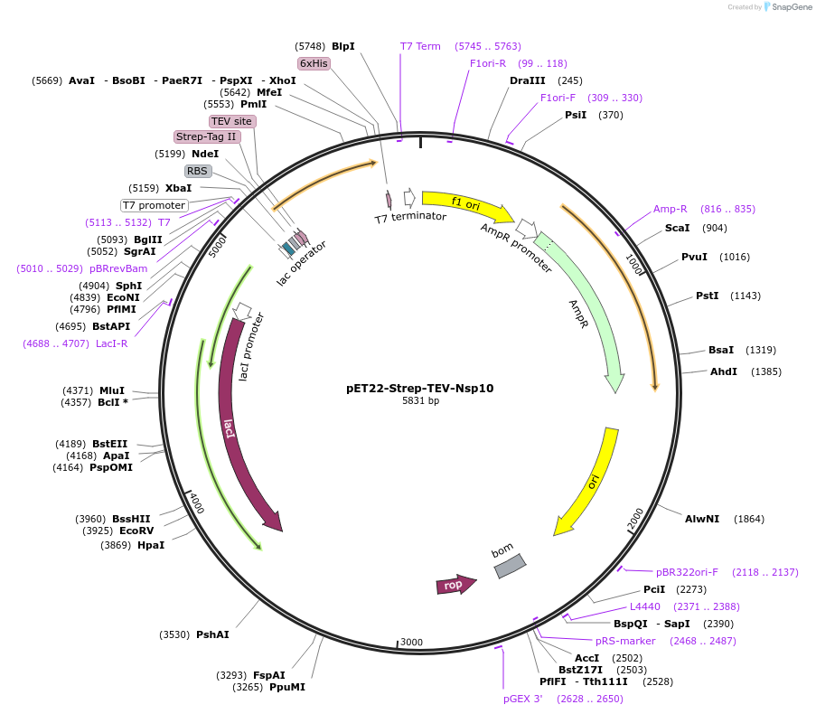 154958-plasmid-map-sequence-id-306337