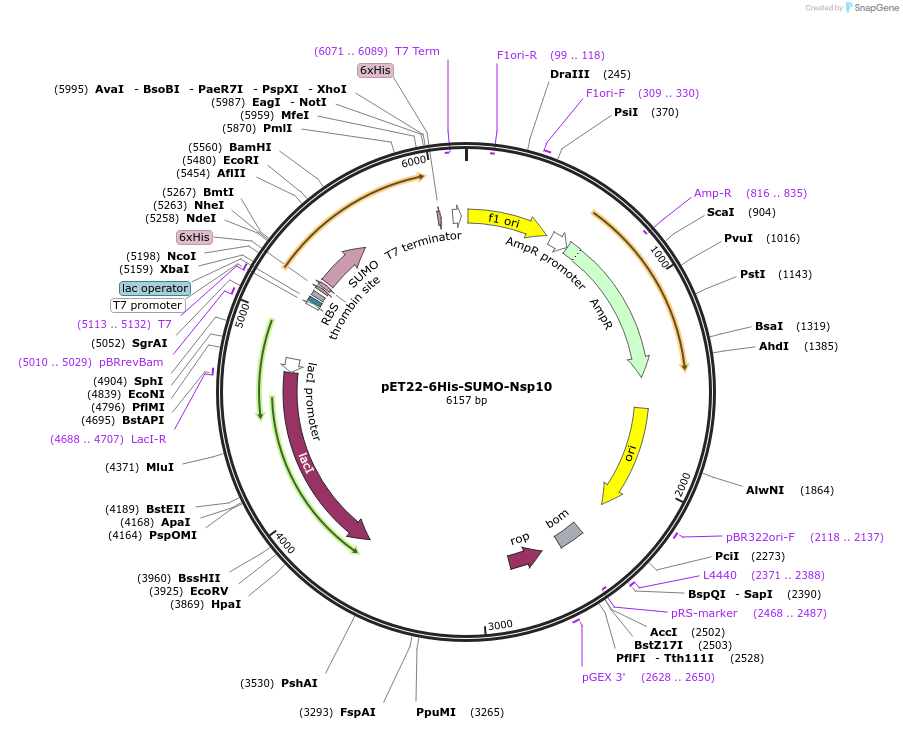154960-plasmid-map-sequence-id-306350