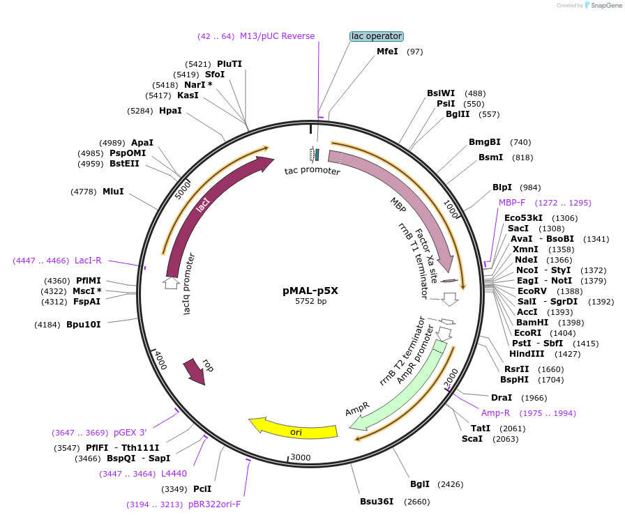 150814-plasmid-map-sequence-id-306372
