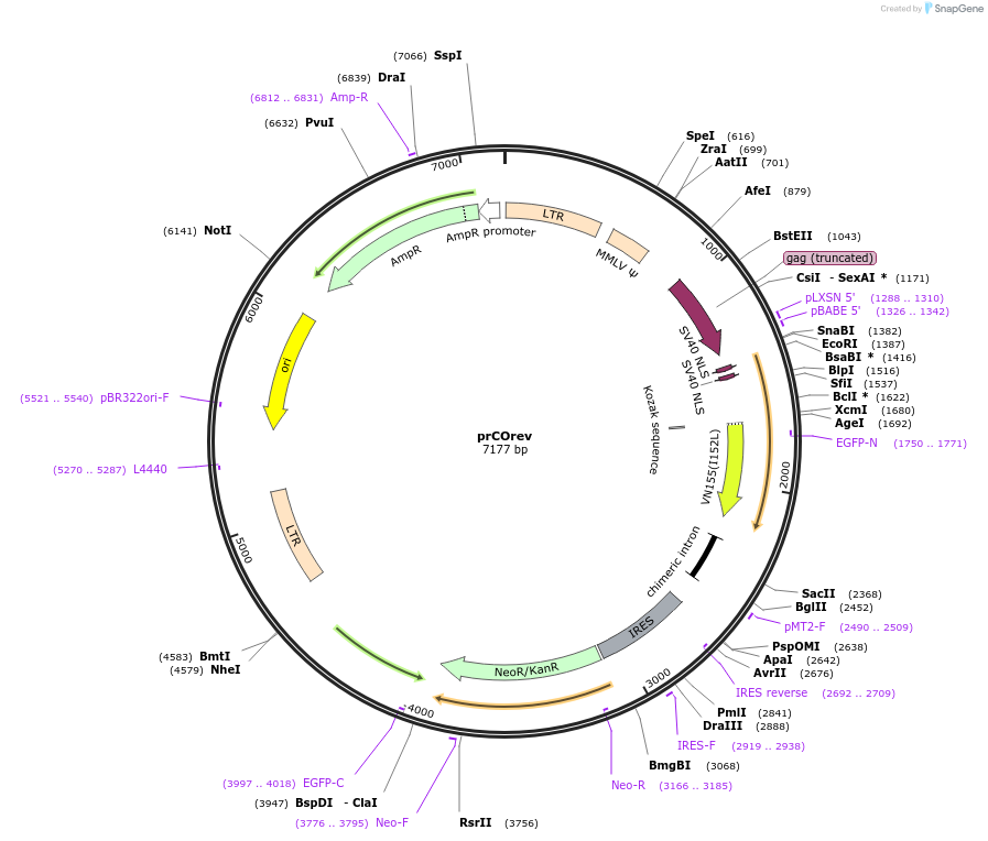 153961-plasmid-map-sequence-id-306376