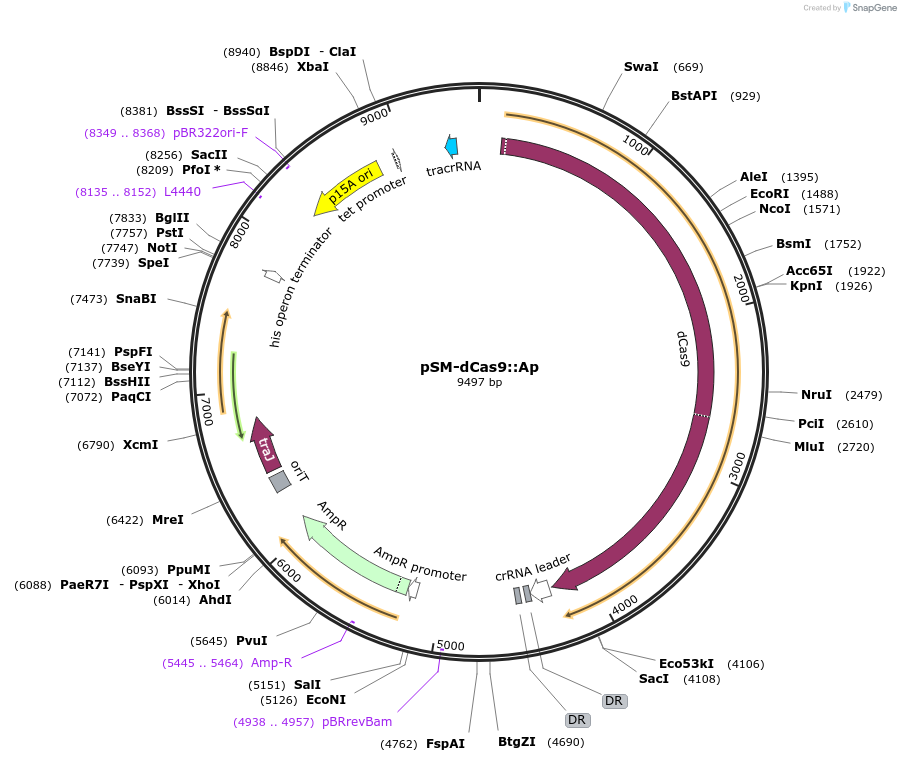 154307-plasmid-map-sequence-id-306378