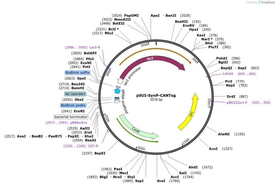 154343-plasmid-map-sequence-id-306381