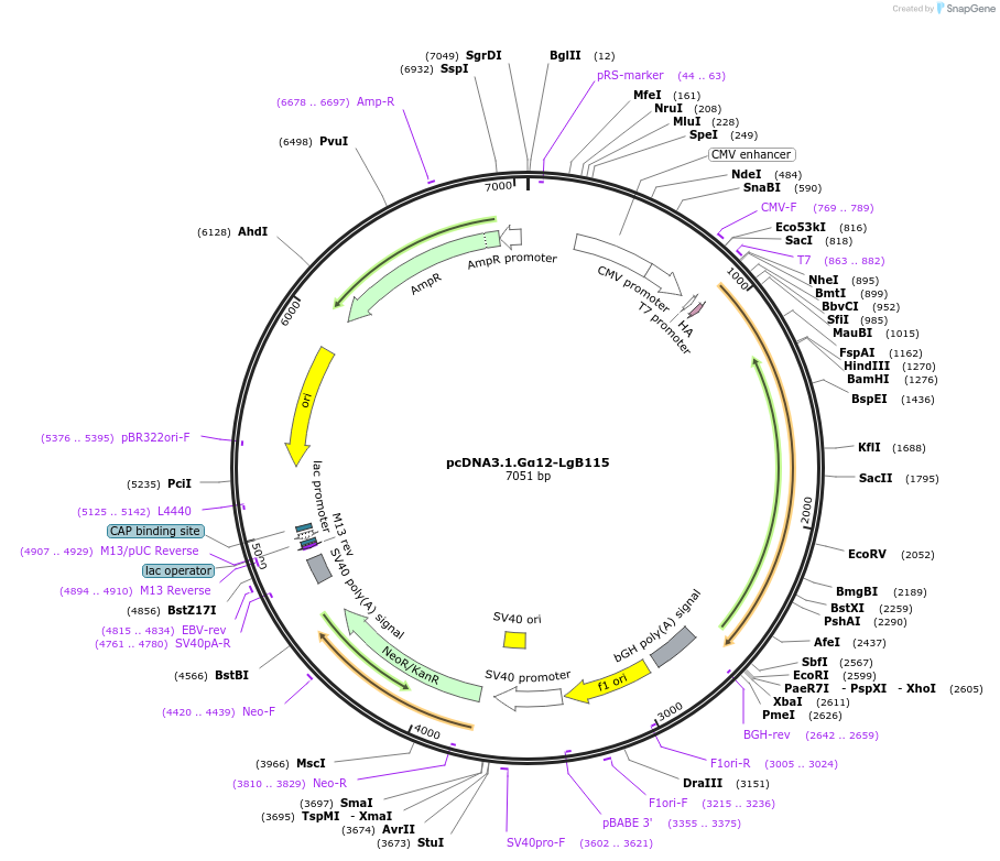 134363-plasmid-map-sequence-id-306384