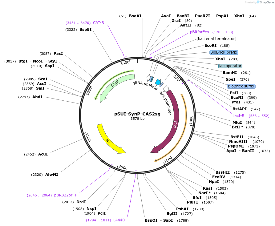154342-plasmid-map-sequence-id-306385