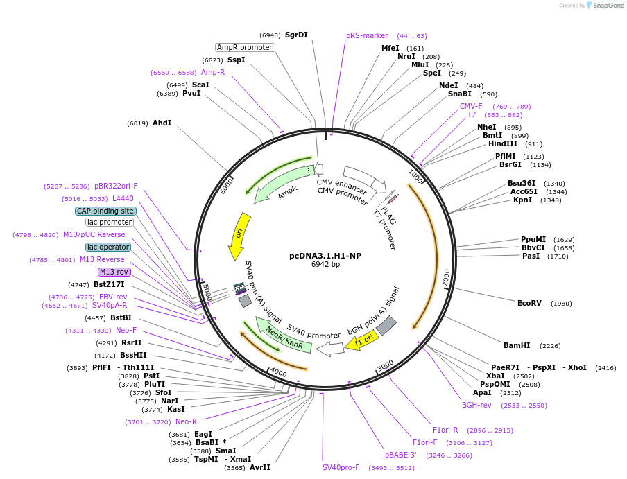 134367-plasmid-map-sequence-id-306386