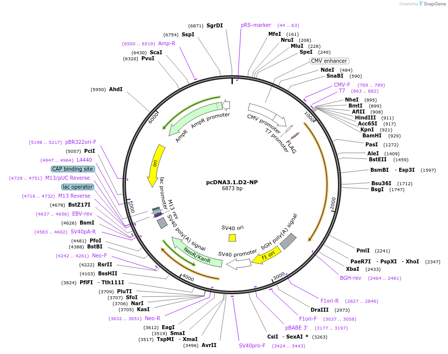 134366-plasmid-map-sequence-id-306391