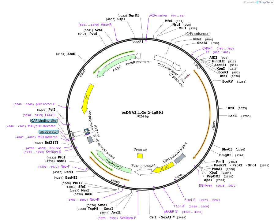 134358-plasmid-map-sequence-id-306397