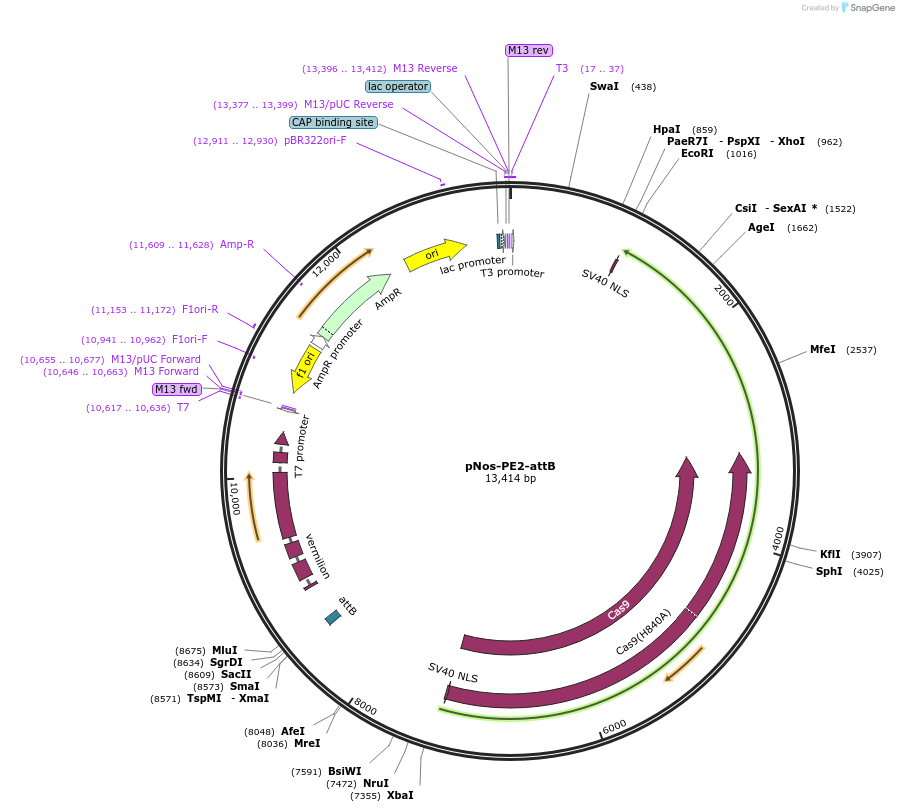 149549-plasmid-map-sequence-id-306424
