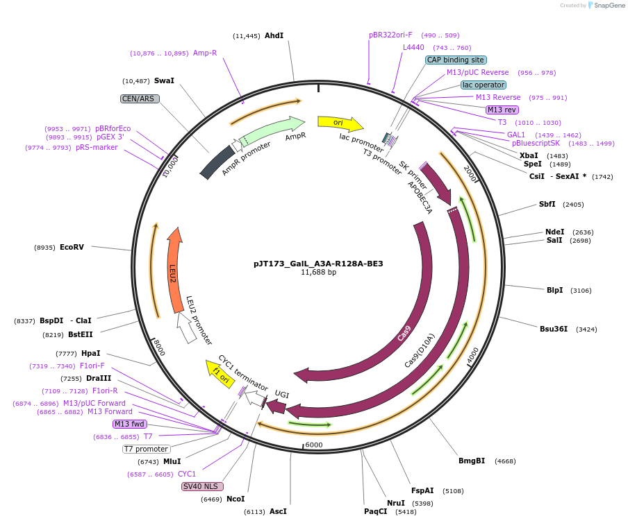 145122-plasmid-map-sequence-id-306428