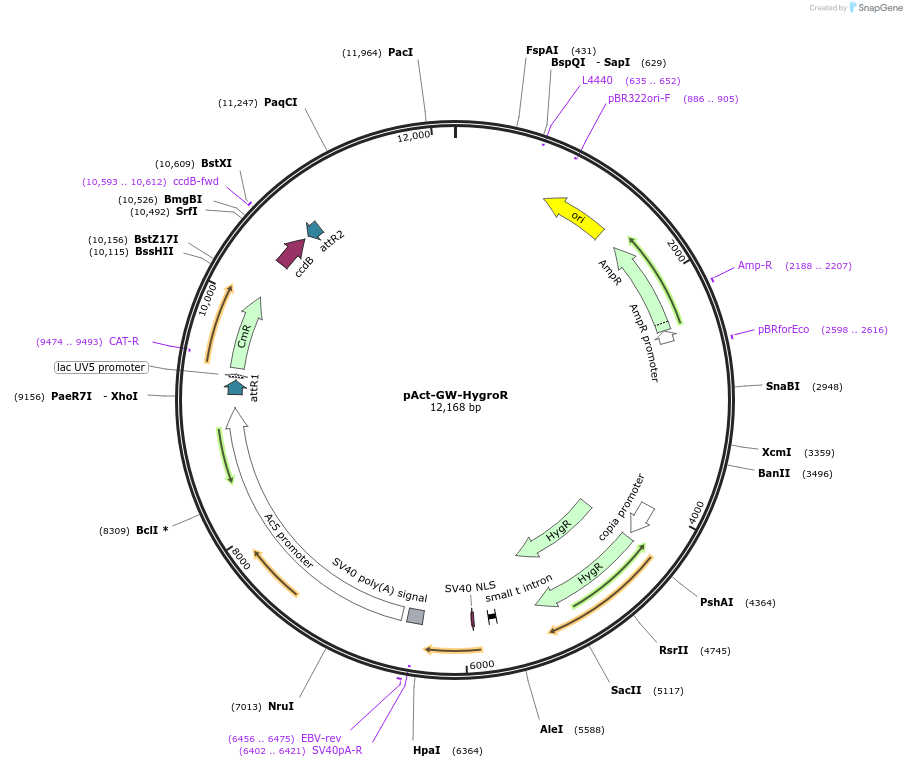 149610-plasmid-map-sequence-id-306433