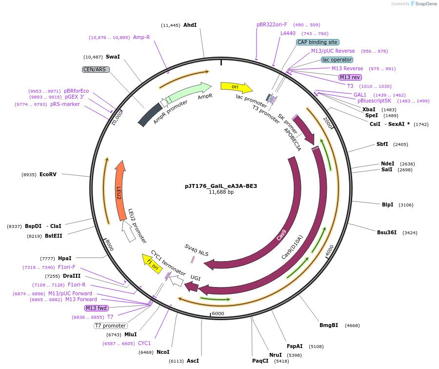 145125-plasmid-map-sequence-id-306437