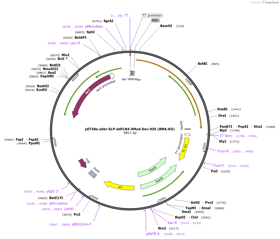 153440-plasmid-map-sequence-id-306440