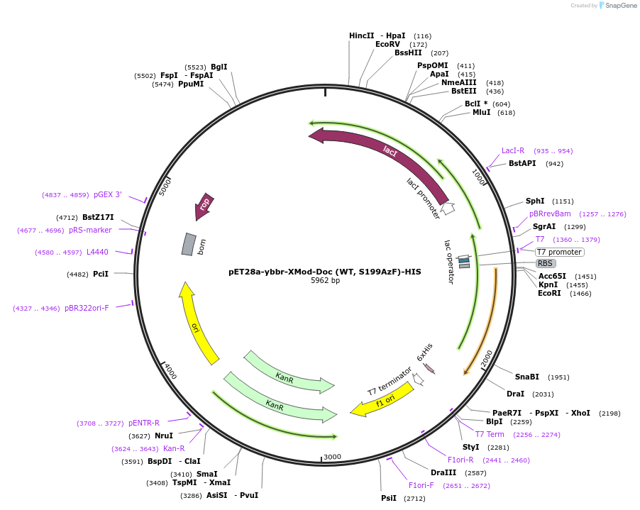 153443-plasmid-map-sequence-id-306454