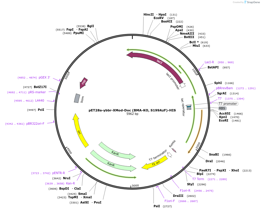 153444-plasmid-map-sequence-id-306456