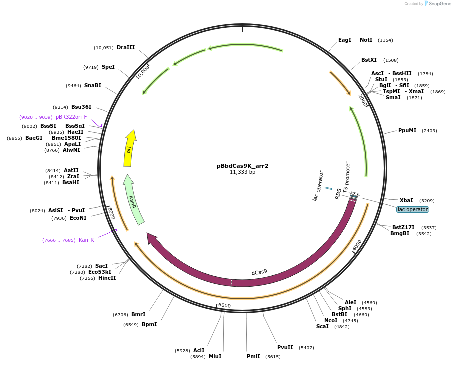 149570-plasmid-map-sequence-id-306458