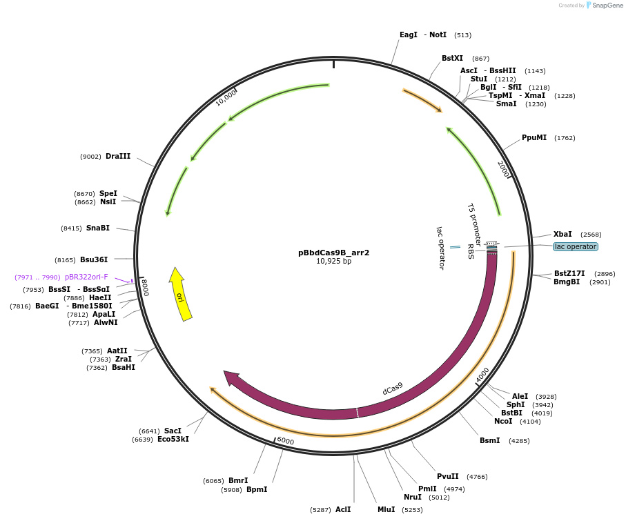 149572-plasmid-map-sequence-id-306459