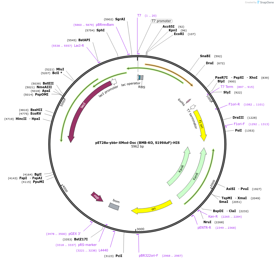 153445-plasmid-map-sequence-id-306484