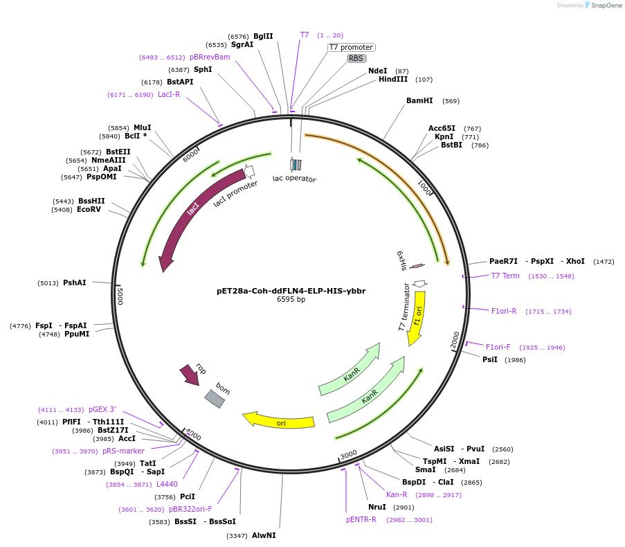 153446-plasmid-map-sequence-id-306487