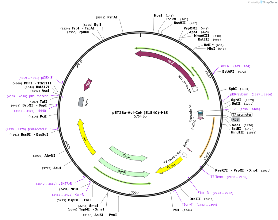 153447-plasmid-map-sequence-id-306488