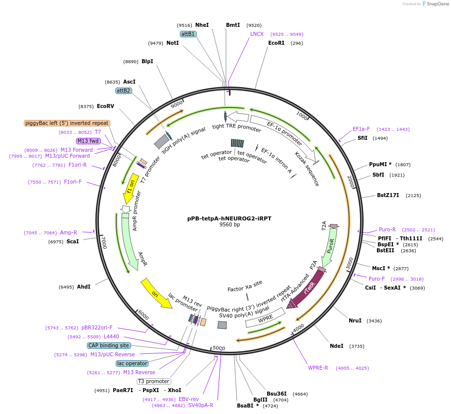 140764-plasmid-map-sequence-id-306495