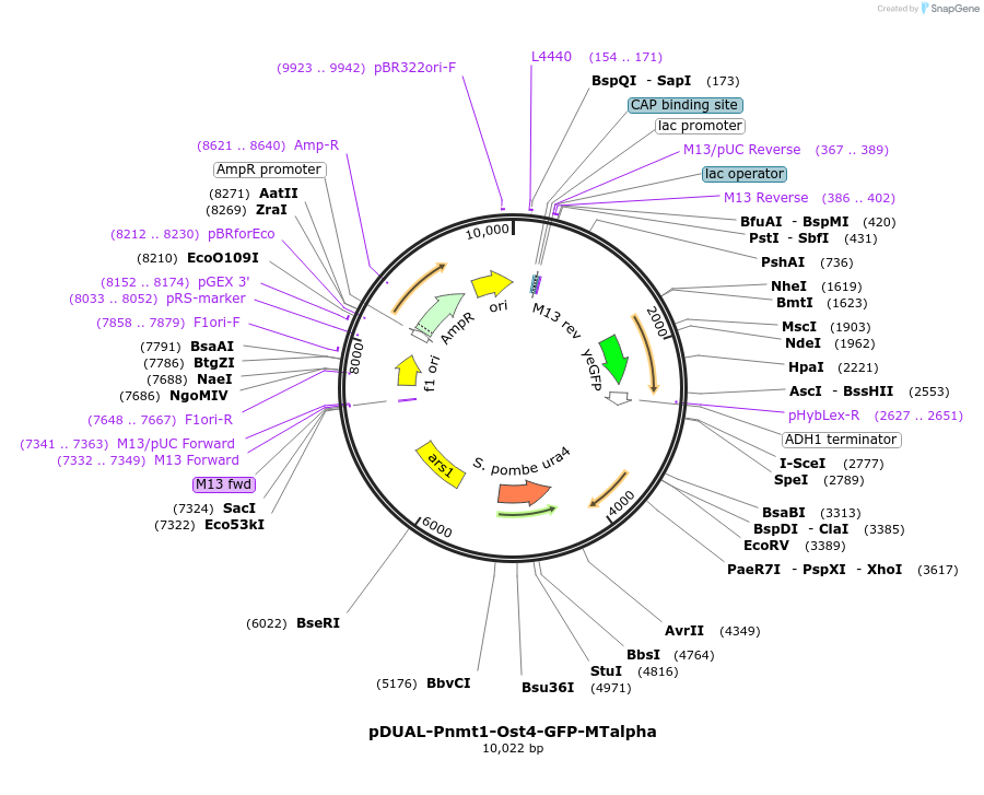 154370-plasmid-map-sequence-id-306497