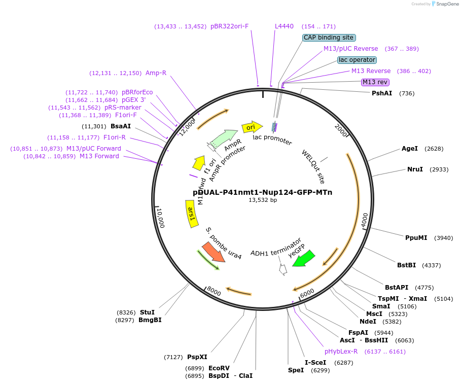 154365-plasmid-map-sequence-id-306814