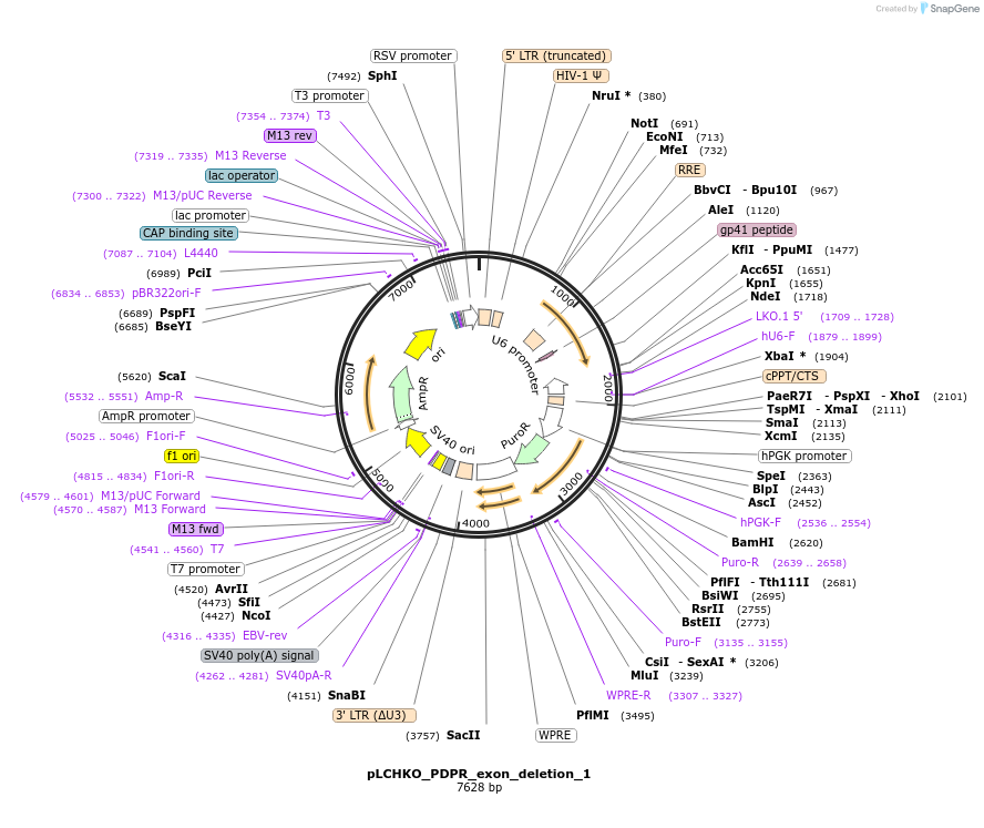 155065-plasmid-map-sequence-id-306831