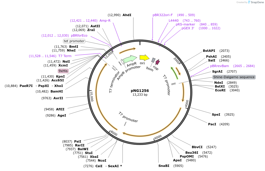 149710-plasmid-map-sequence-id-306848