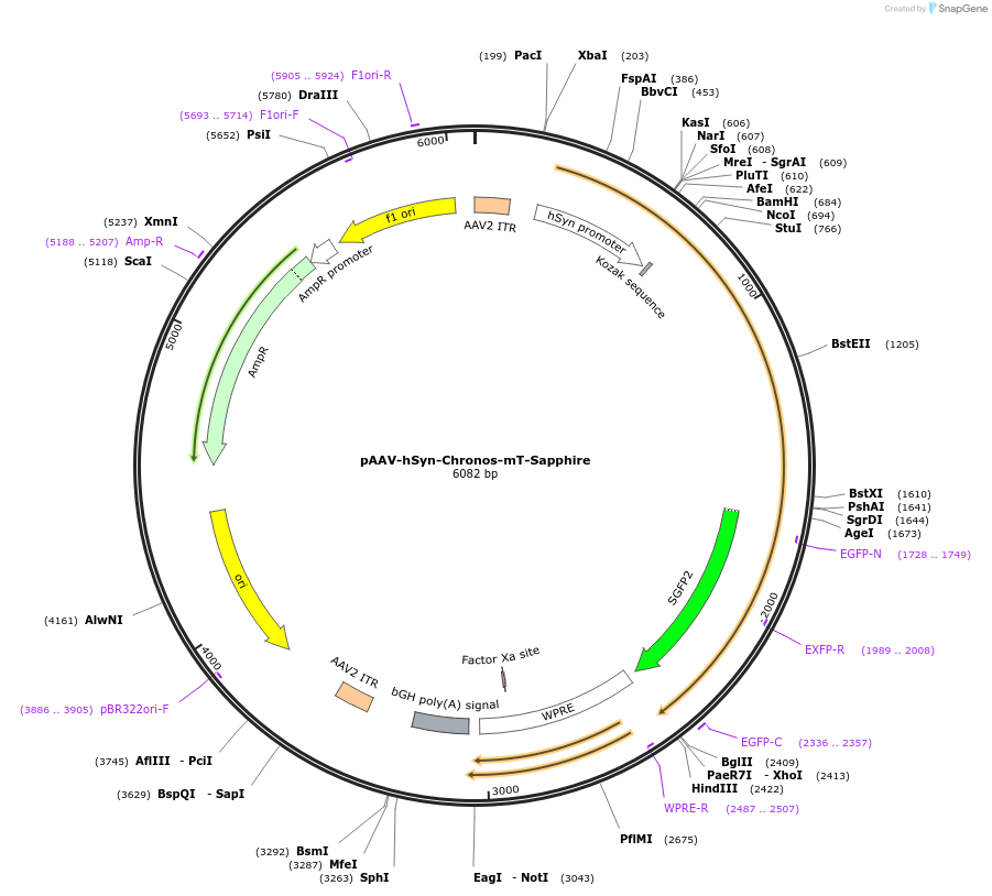 149690-plasmid-map-sequence-id-306850