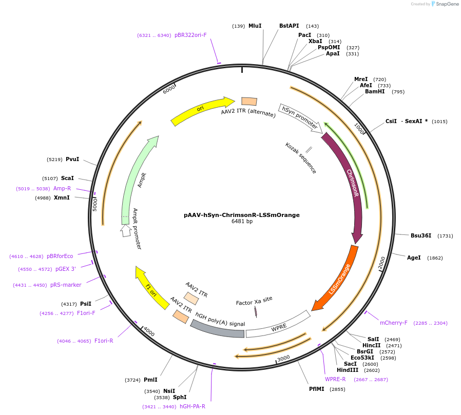 149691-plasmid-map-sequence-id-306851