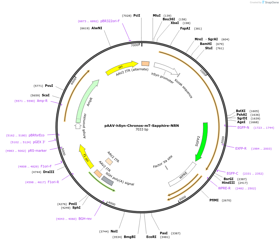 149692-plasmid-map-sequence-id-306852
