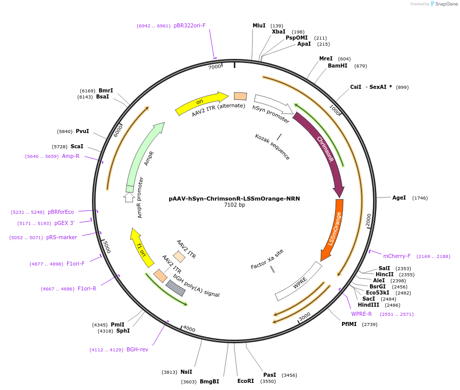 149693-plasmid-map-sequence-id-306853
