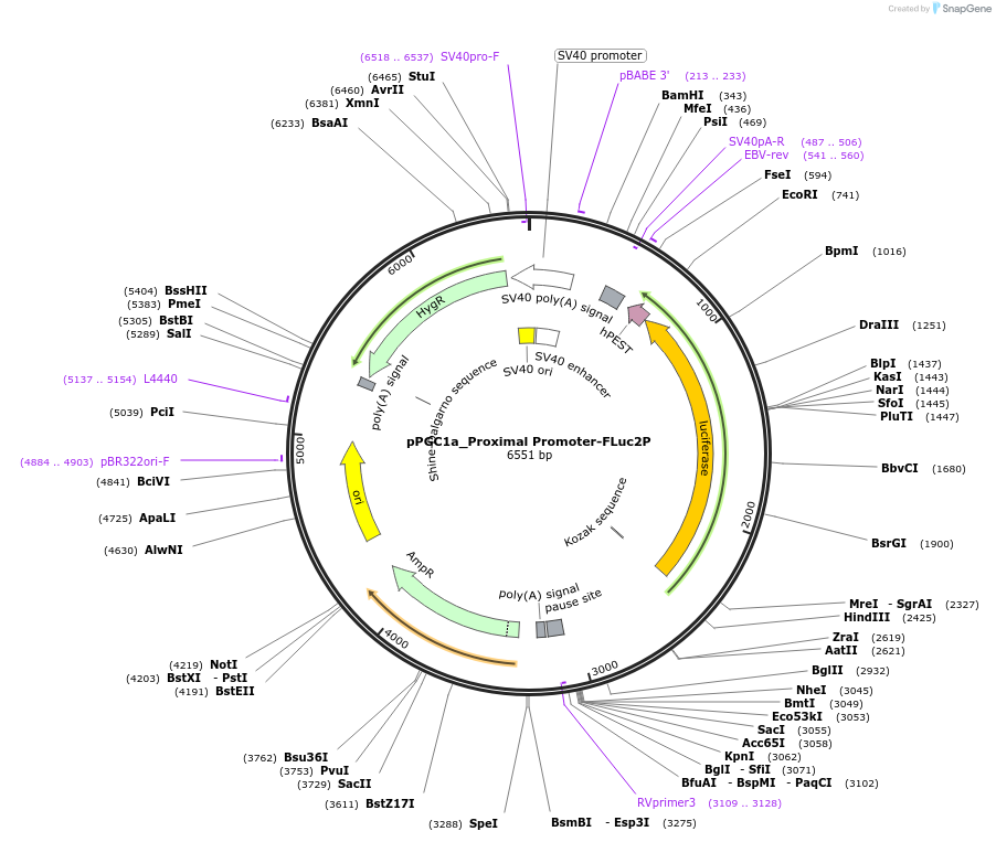 154259-plasmid-map-sequence-id-306858