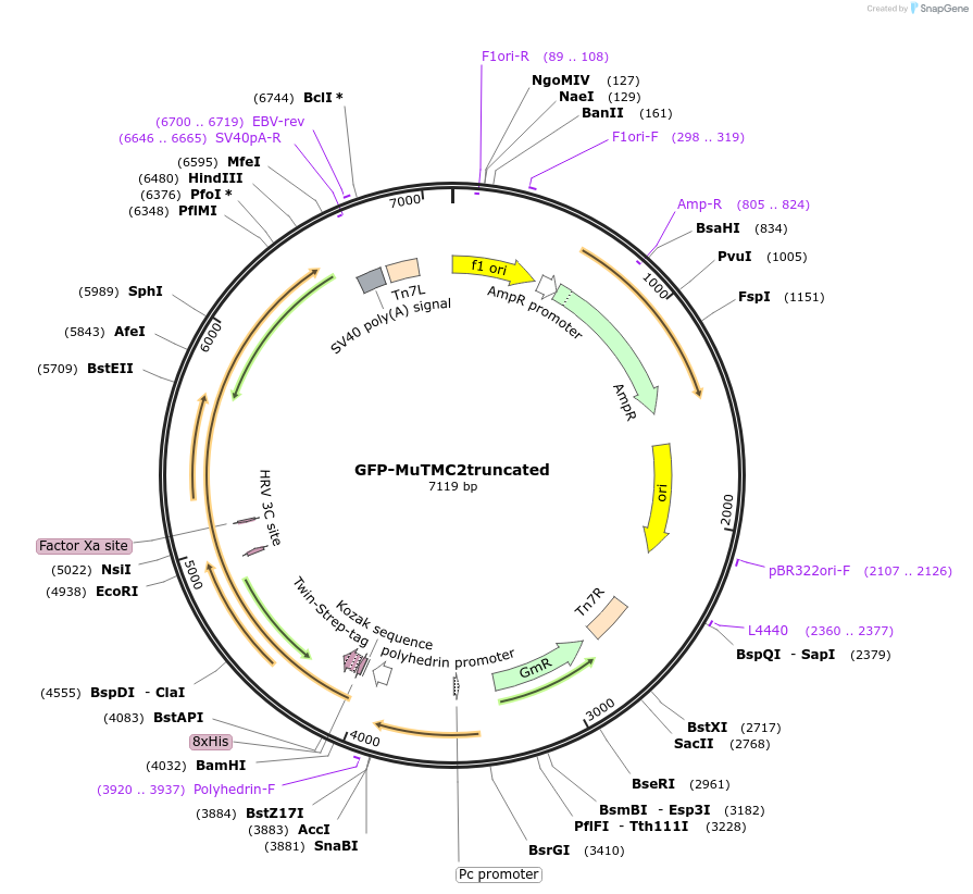154909-plasmid-map-sequence-id-306870