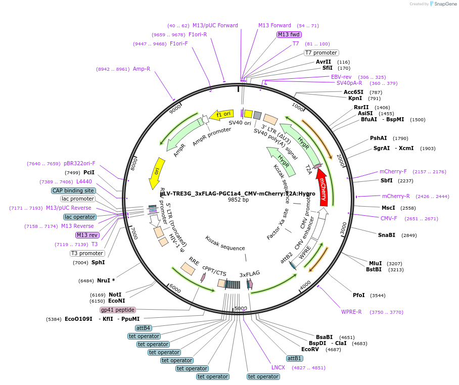 154263-plasmid-map-sequence-id-306893