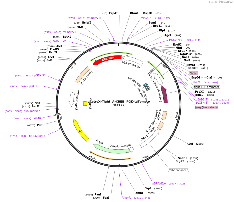 154264-plasmid-map-sequence-id-306894