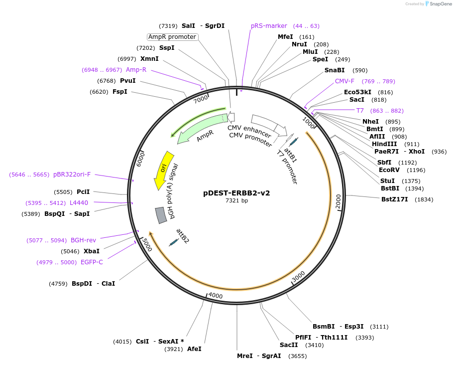 154895-plasmid-map-sequence-id-306905