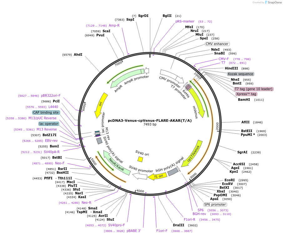 123330-plasmid-map-sequence-id-306911