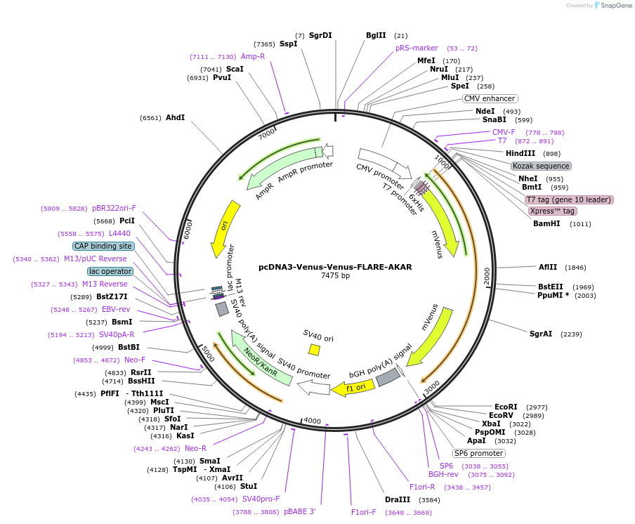 123331-plasmid-map-sequence-id-306914
