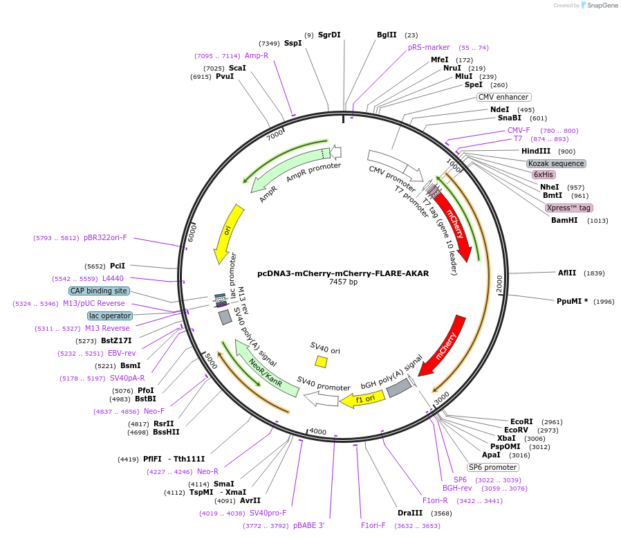 123333-plasmid-map-sequence-id-306922