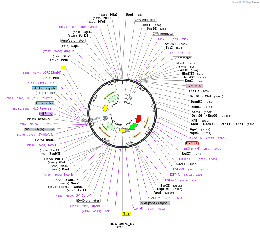 154023-plasmid-map-sequence-id-306924